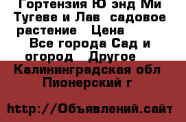 Гортензия Ю энд Ми Тугеве и Лав, садовое растение › Цена ­ 550 - Все города Сад и огород » Другое   . Калининградская обл.,Пионерский г.